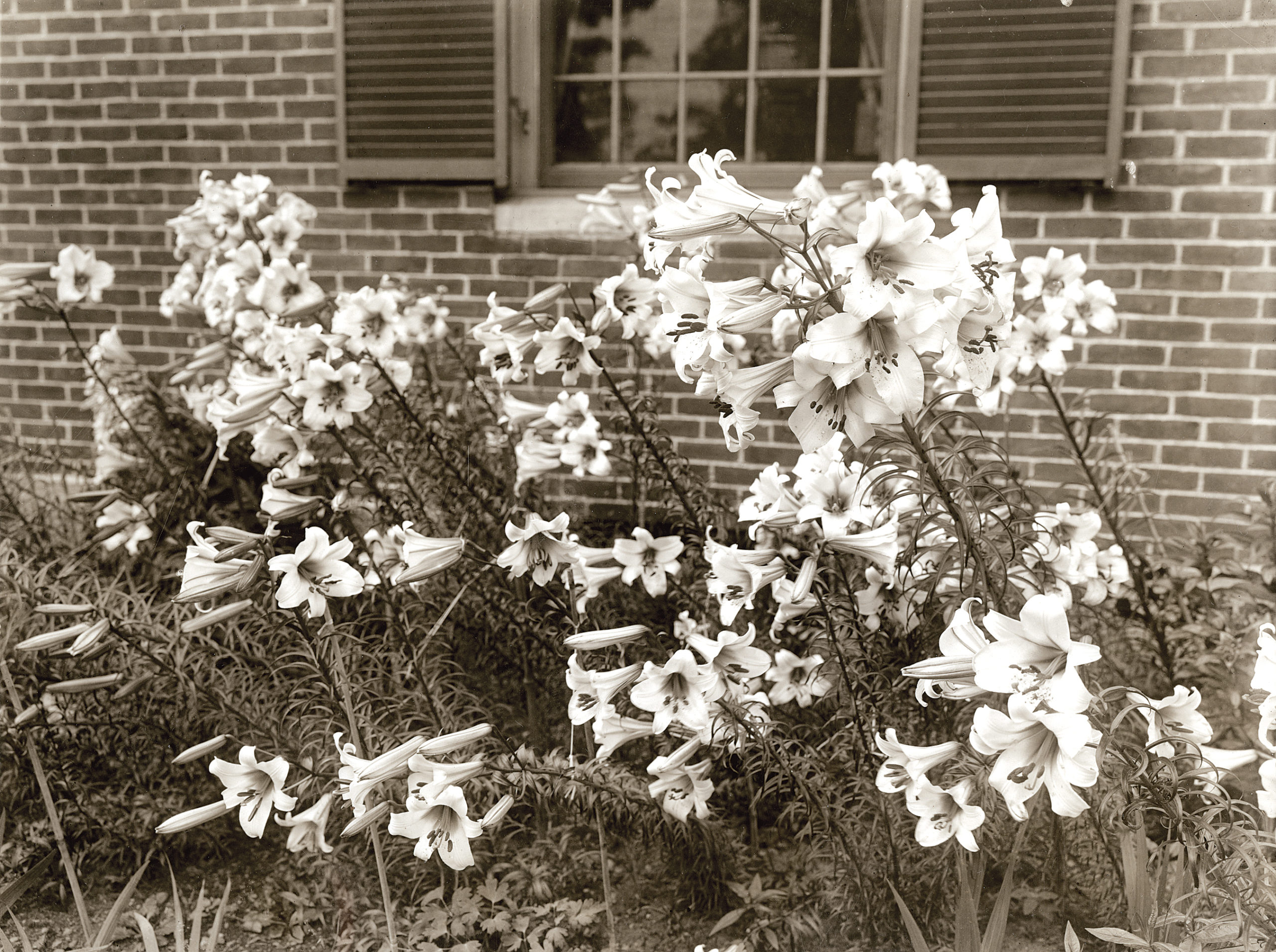 Sepia photo of lilies blooming near brick wall