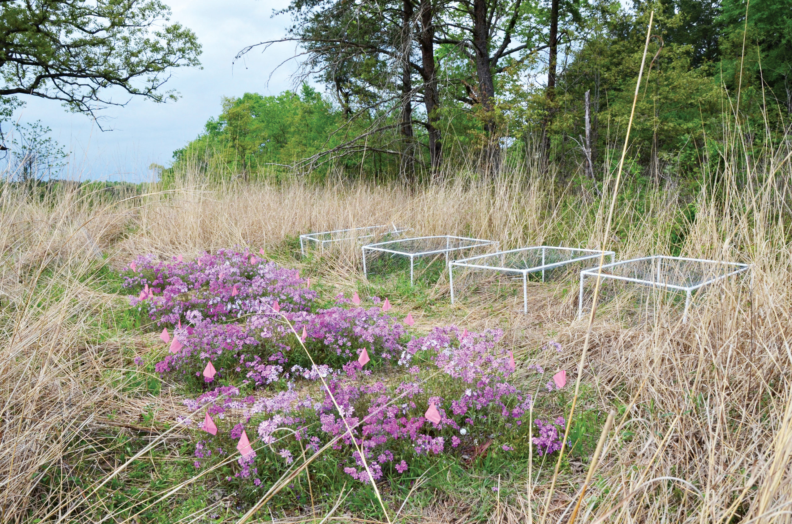 Uncommon Gardens - Arnold Arboretum | Arnold Arboretum