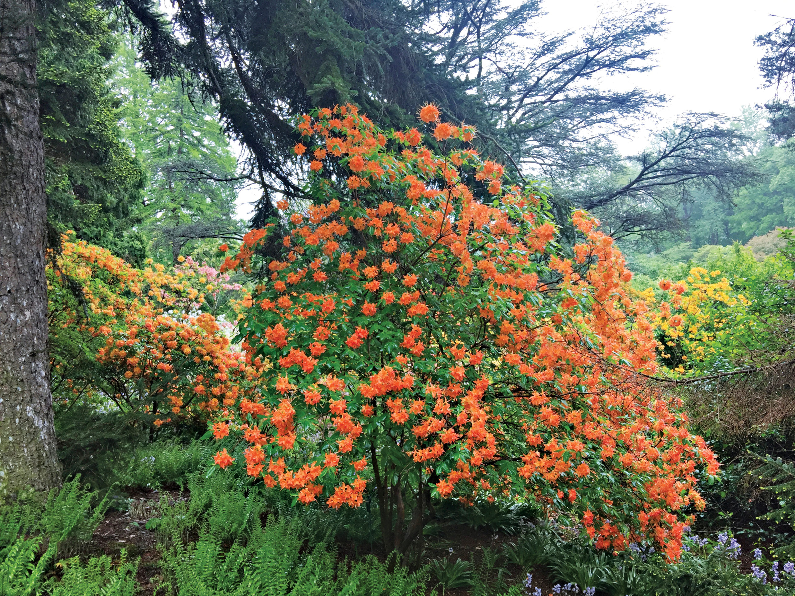 Photo of azaleas blooming beneath conifer