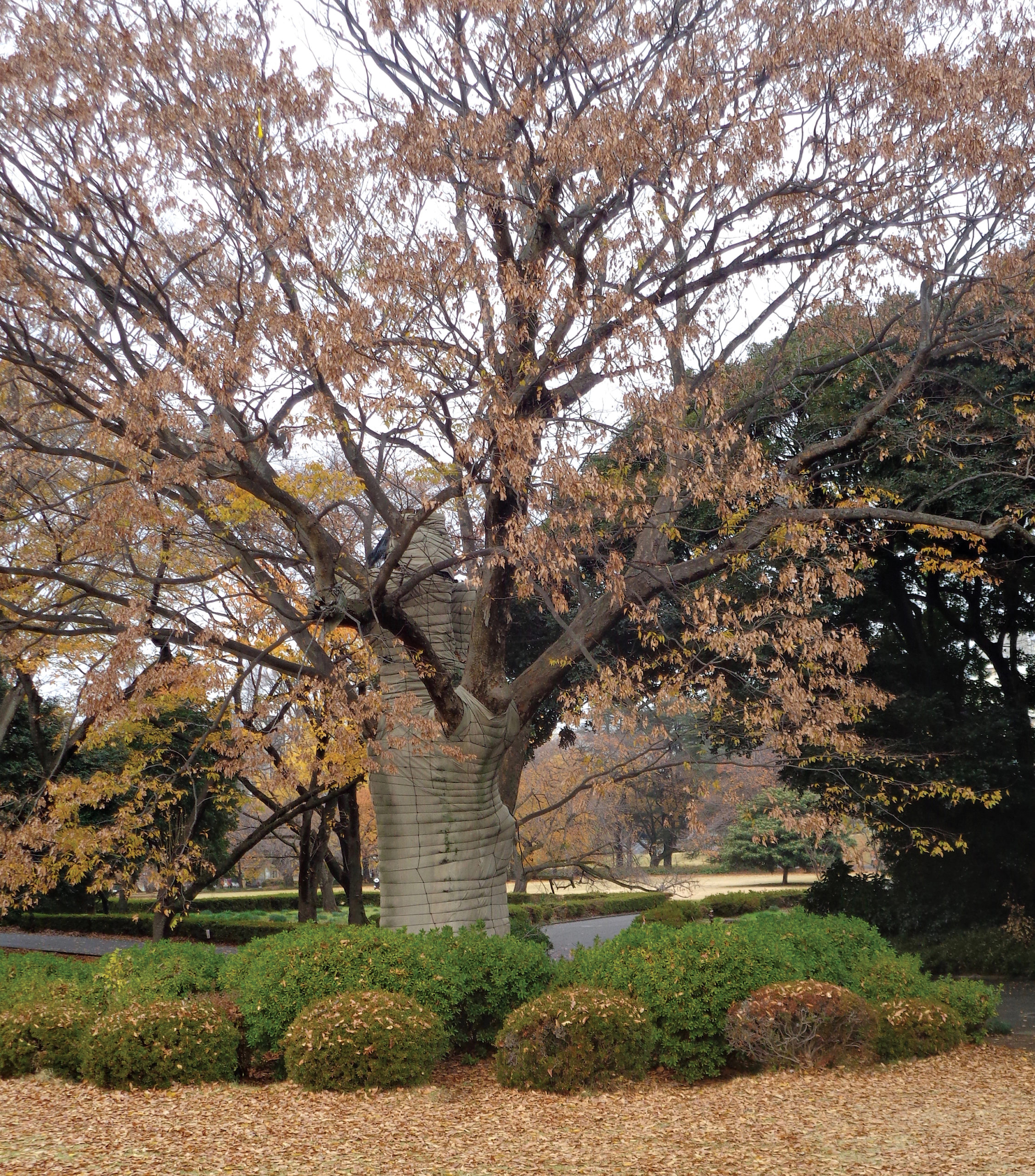 Photo of large zelkova with burlap wrapped and laced around trunk