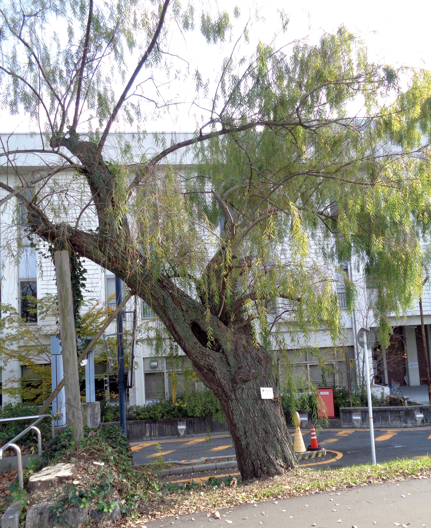 Gnarled tree standing in front of office building