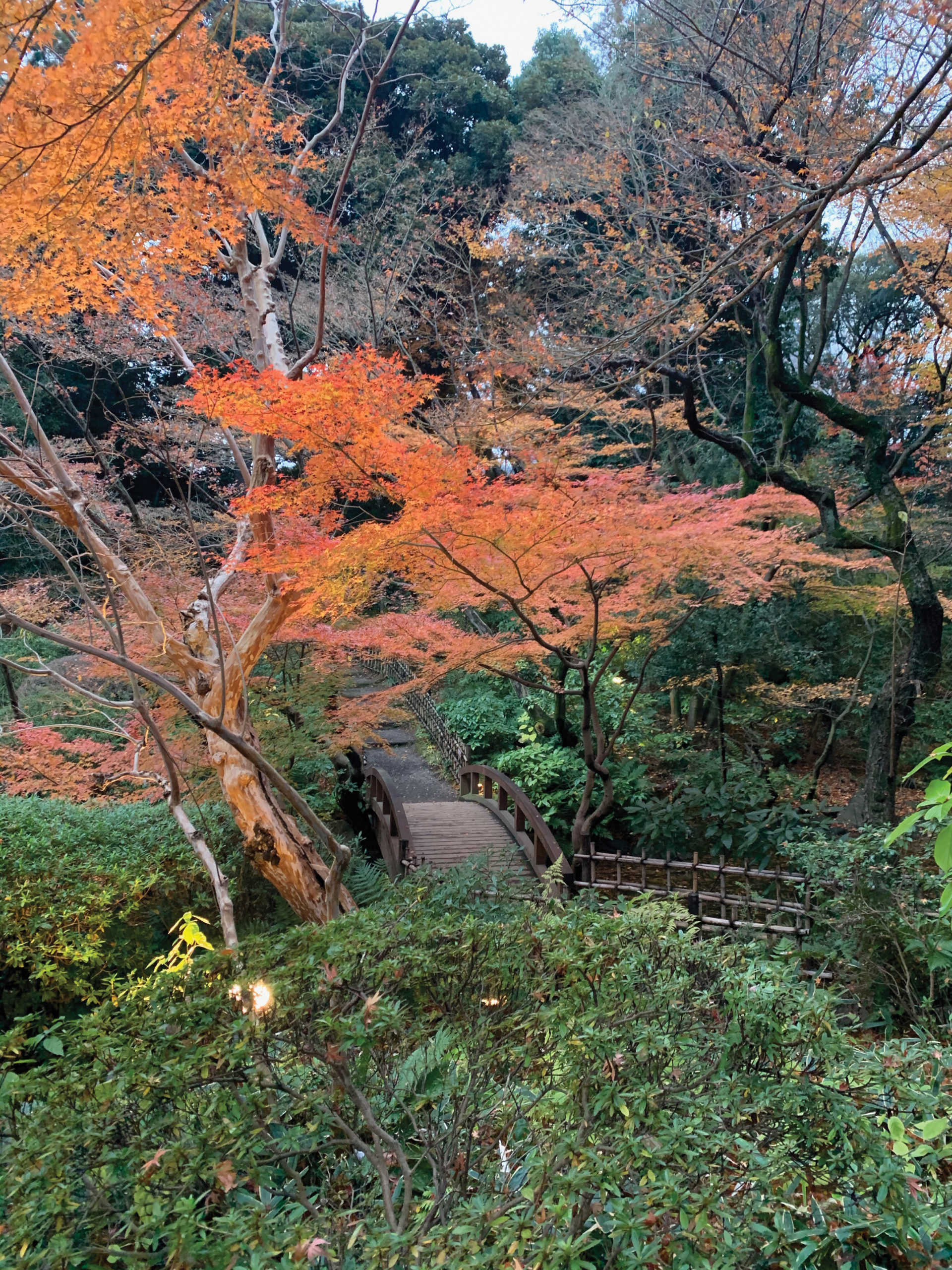 Photo of autumn forest in a Tokyo park