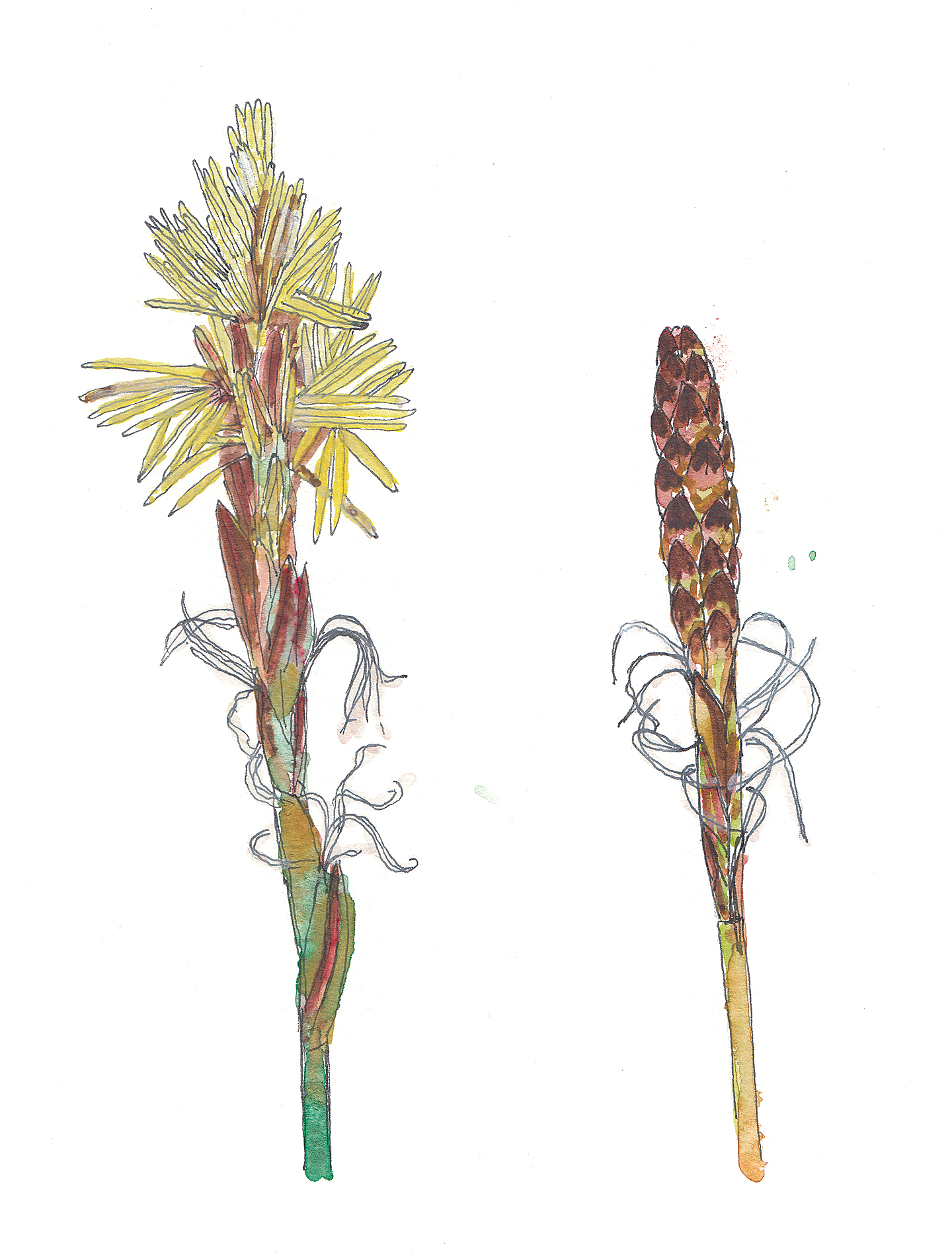 Watercolor illustration of sedge flowers