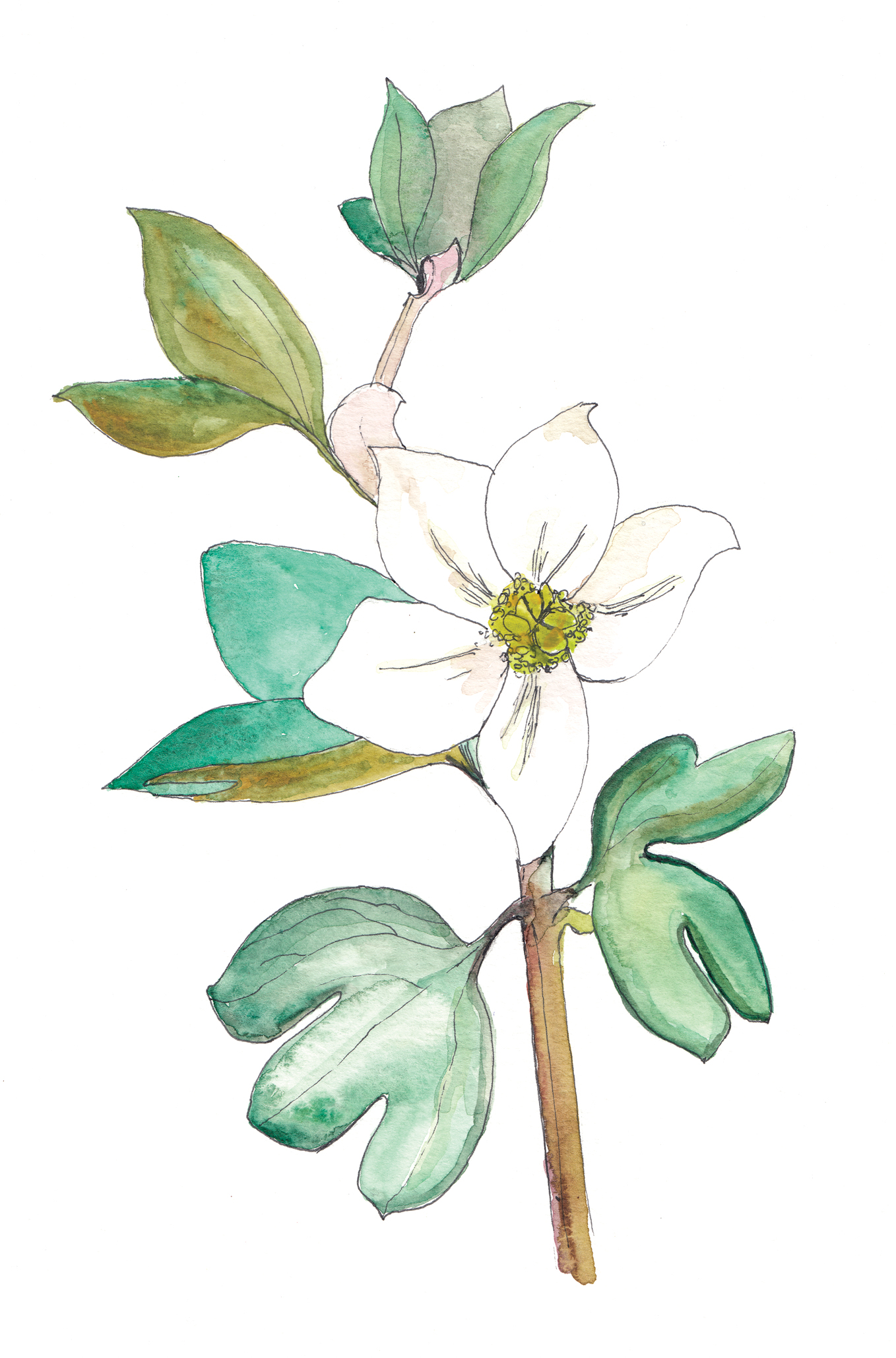 Watercolor and ink illustration of rue anemone