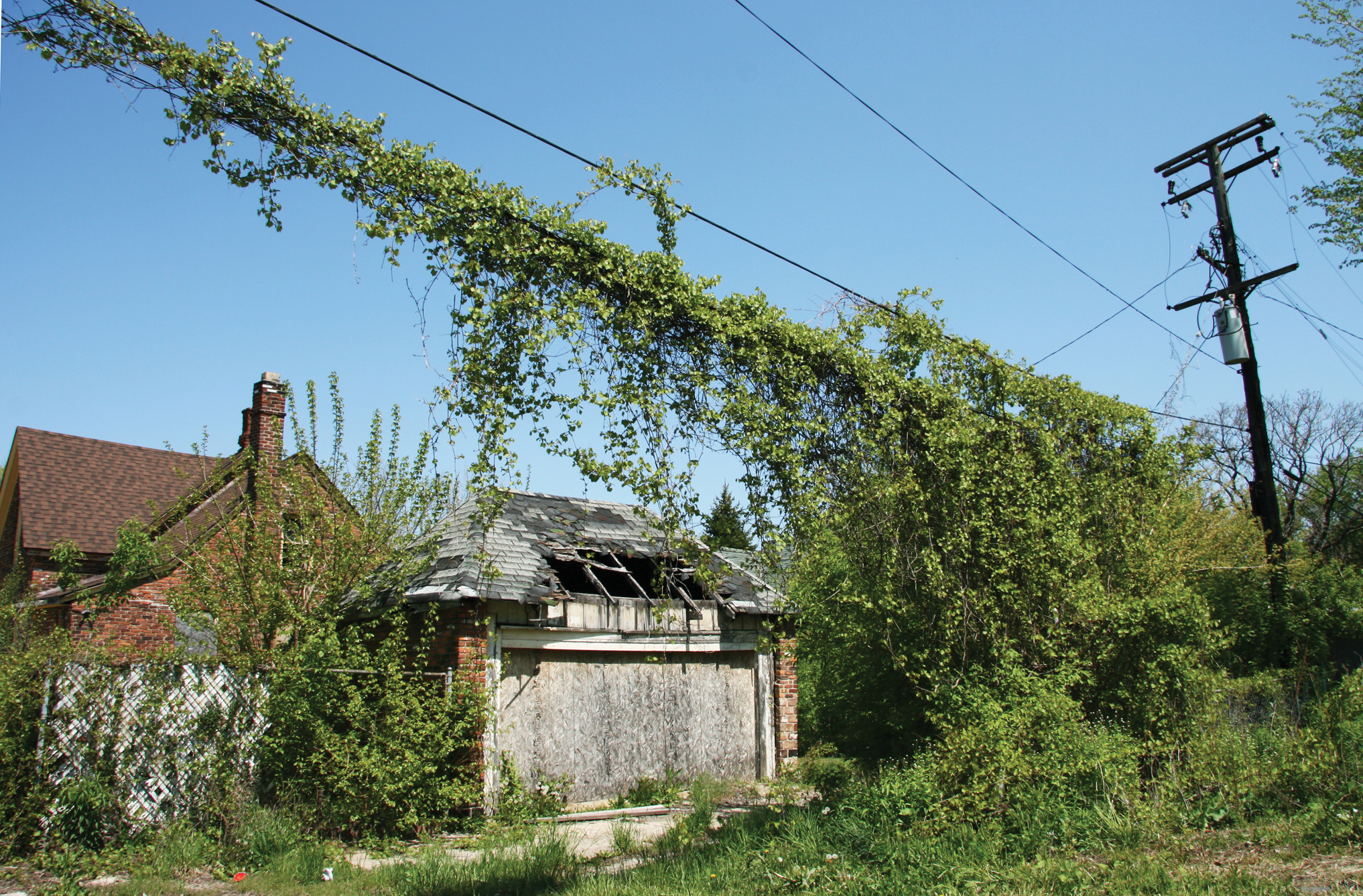 Photo of riverbank grape growing on power lines