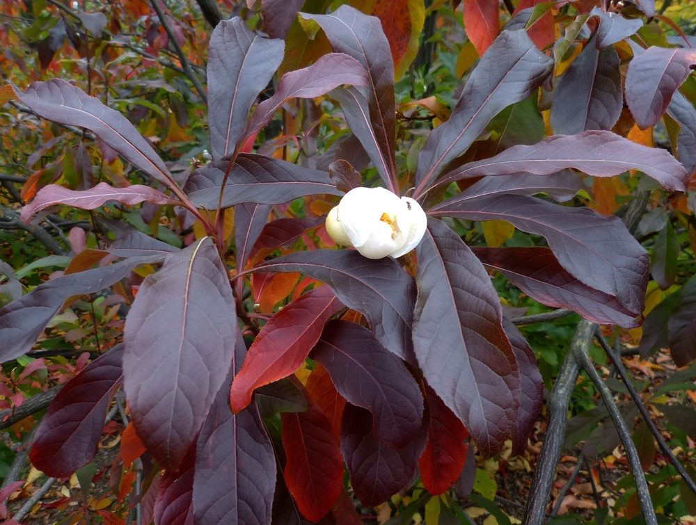 Fall foliage and flower of Franklinia alatamaha