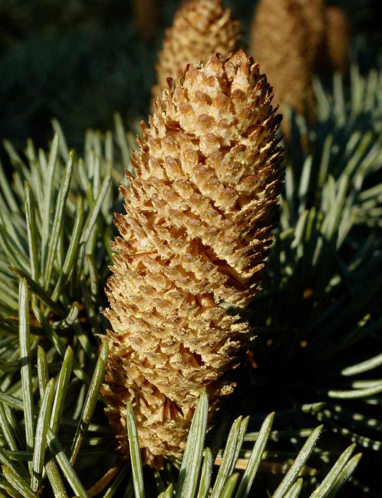 Pollen cone of Cedrus libani