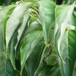 Foliage of Cornus kousa