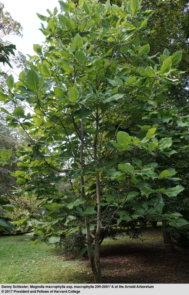 Bigleaf Magnolia