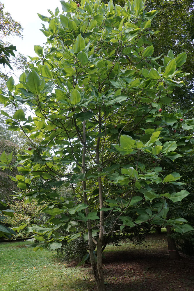 young leaves of magnolia trees