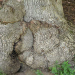 Mature bark of Quercus alba
