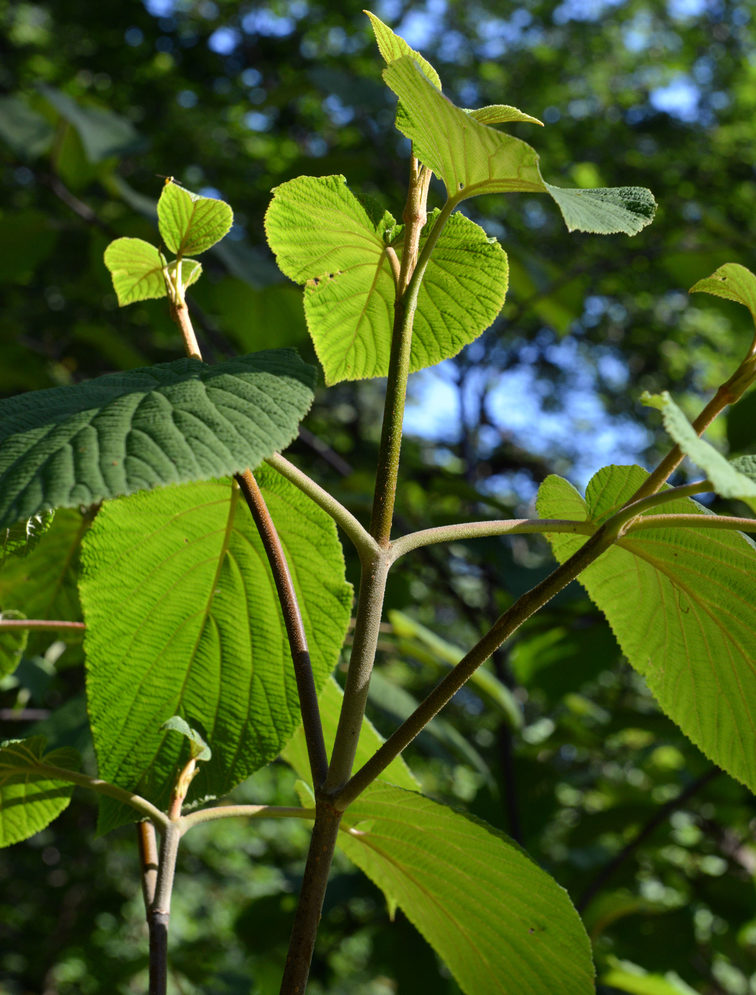 Forking stem of Forked Viburnum