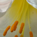 Flower of Lilium regale