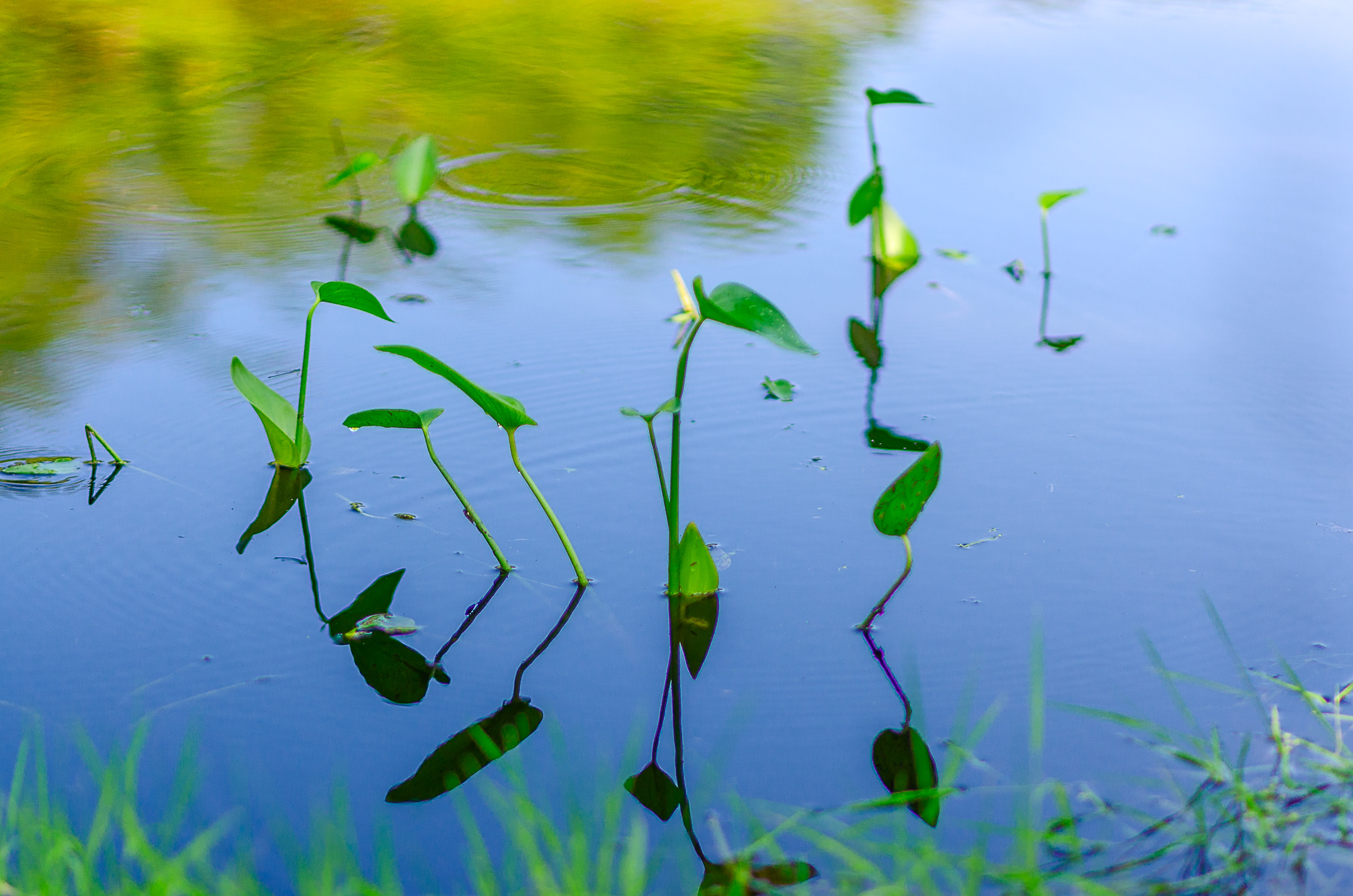 Plants in a pond