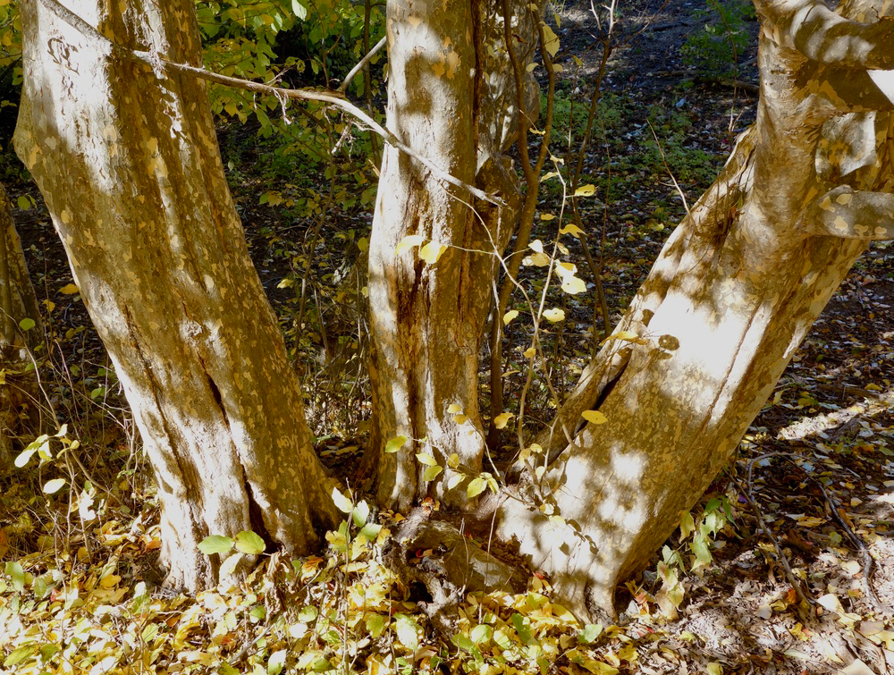 Trunks of Parrotia persica