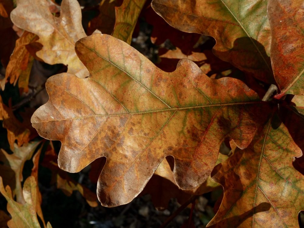Dried leaves of Quercus alba