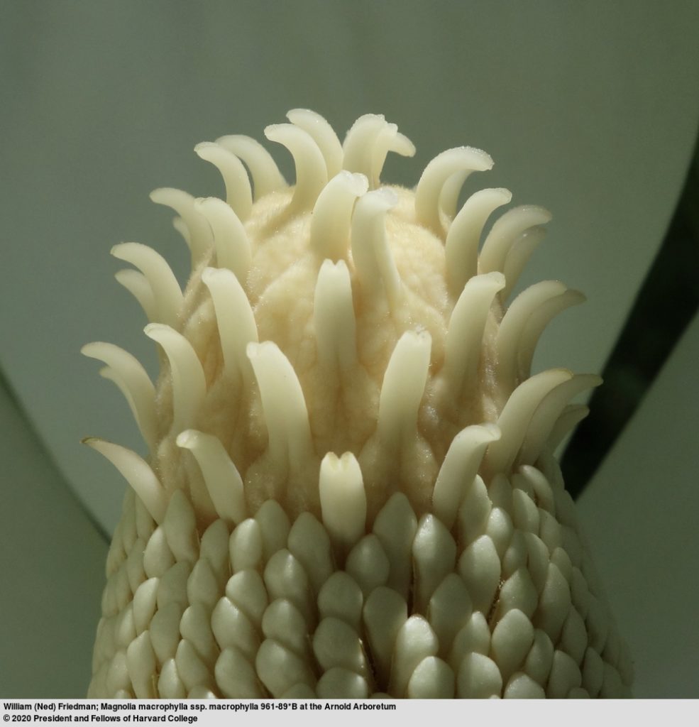 Flower of Bigleaf magnolia (Magnolia macrophylla)