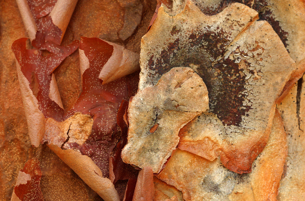 Peeling bark of Acer griseum