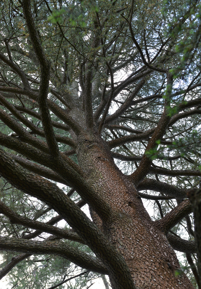 Cedrus libani