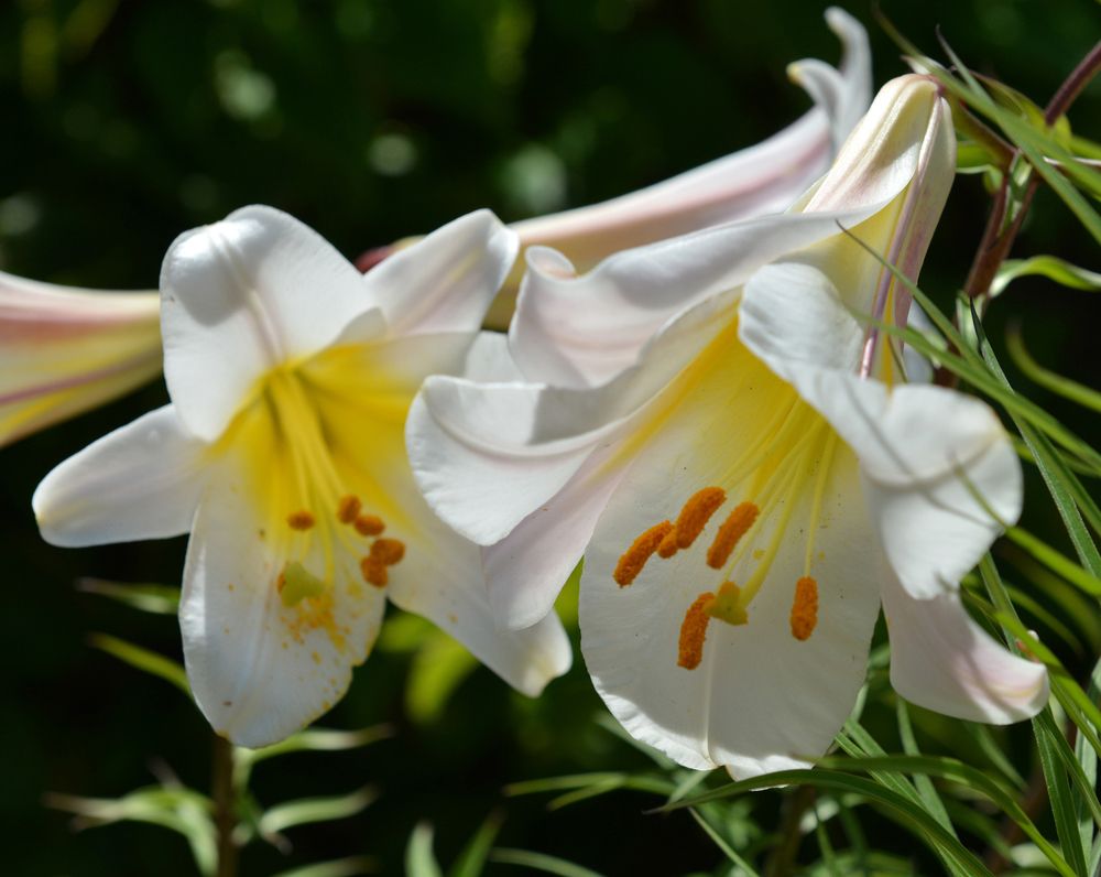 Flower of Lilium regale