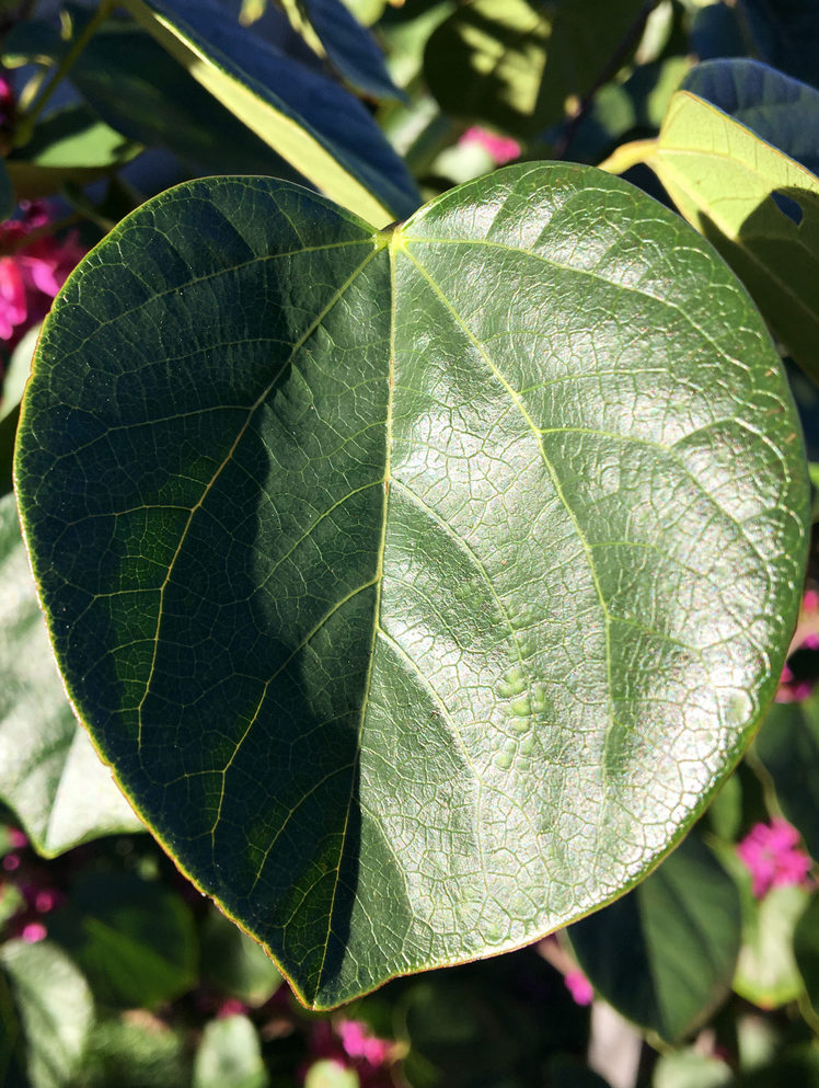 Leaf of Cercis chinensis