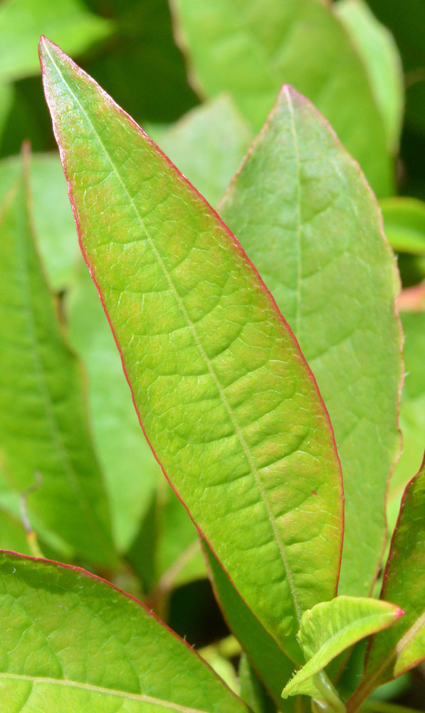 Leaves of Rhododendron vaseyi