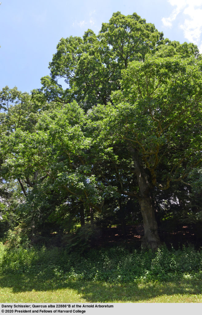 Mature Quercus alba