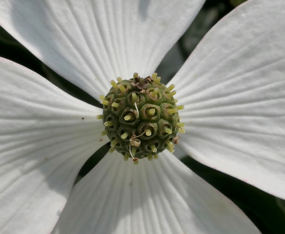 Inforescence of Cornus kousa