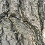 Ginkgo biloba