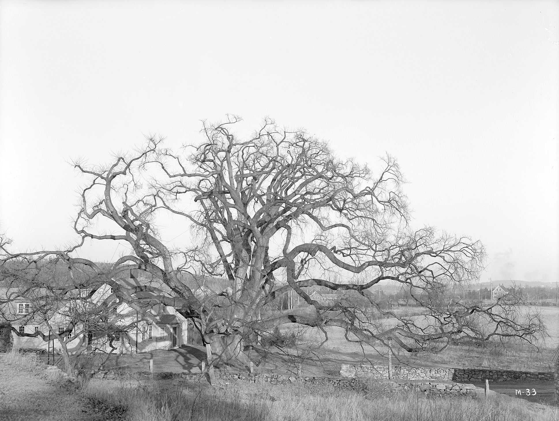 The Rugg or Gates Elm *I*(Ulmus americana)*/I* in Framingham, Massachusetts.