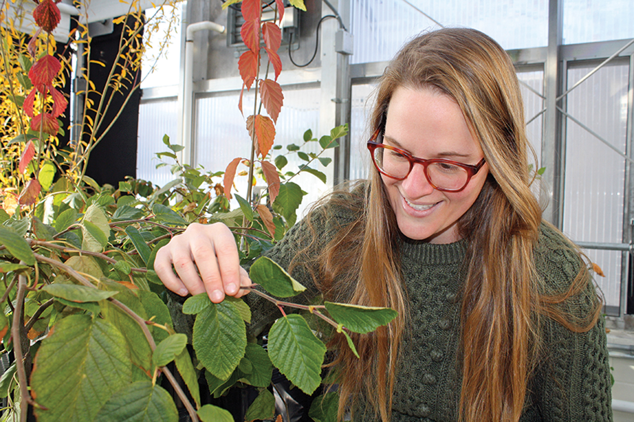 Cat Chamberlain in the Weld Hill Research Building Greenhouses