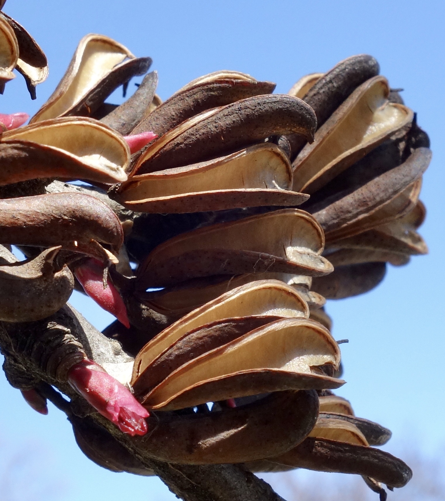 Close-up of katsura fruit