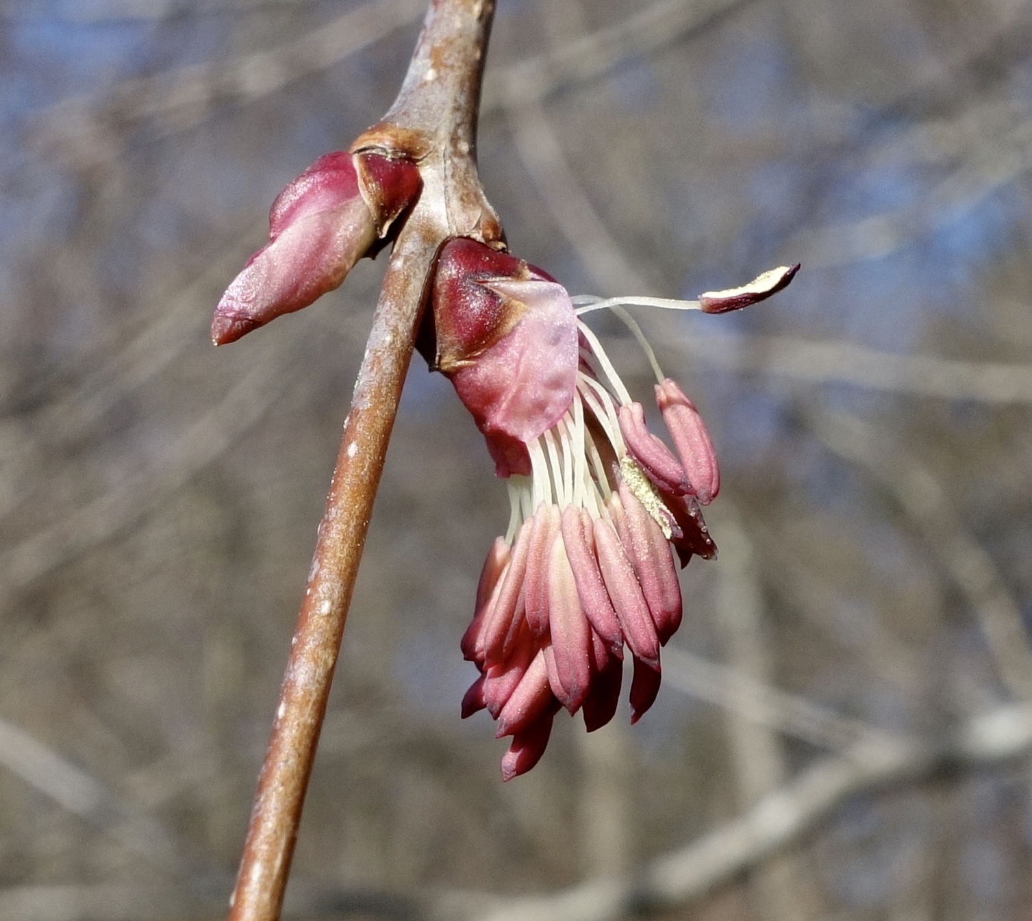 Closeup of male katsura flowers