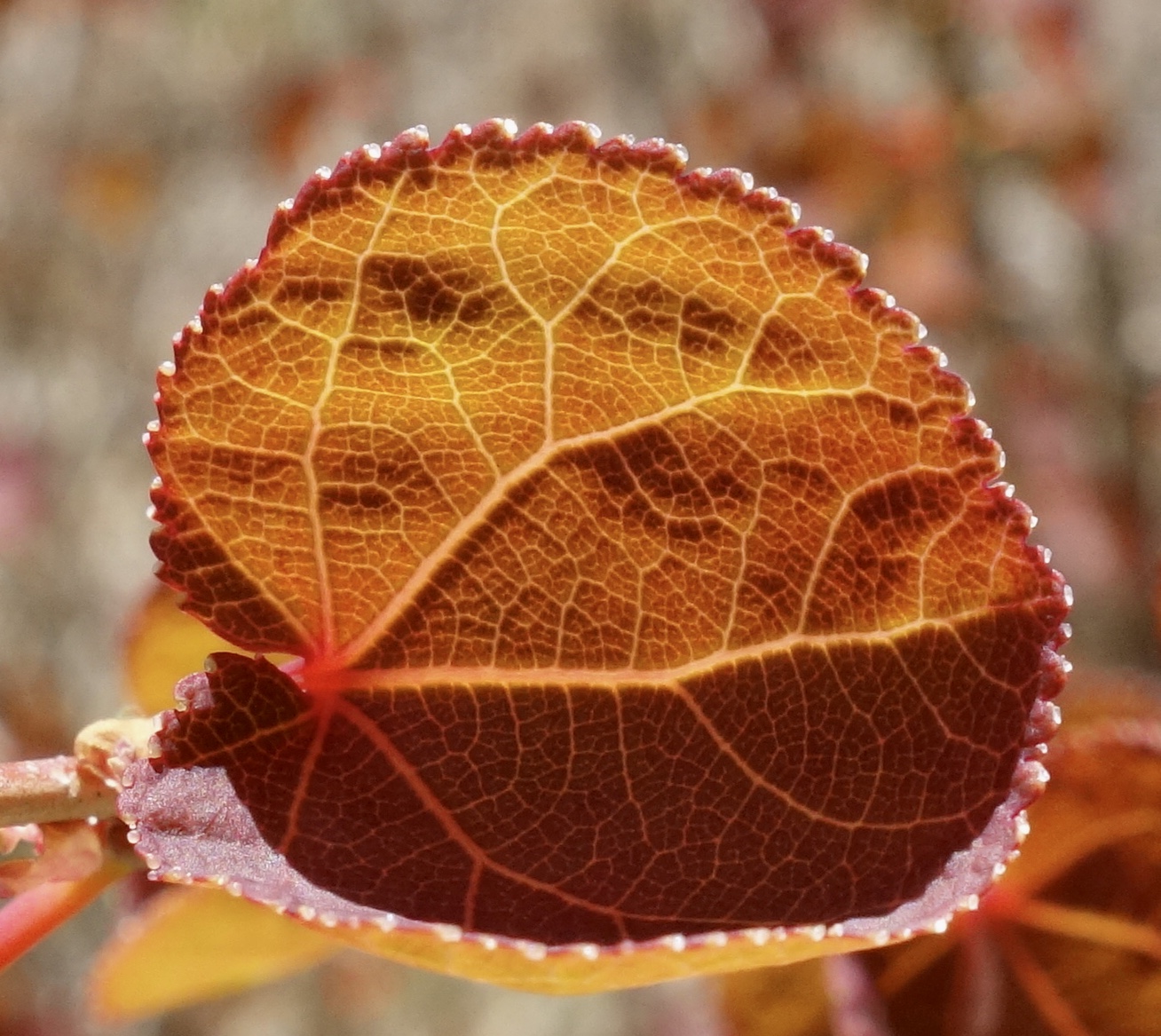 Spring leaves of katsura