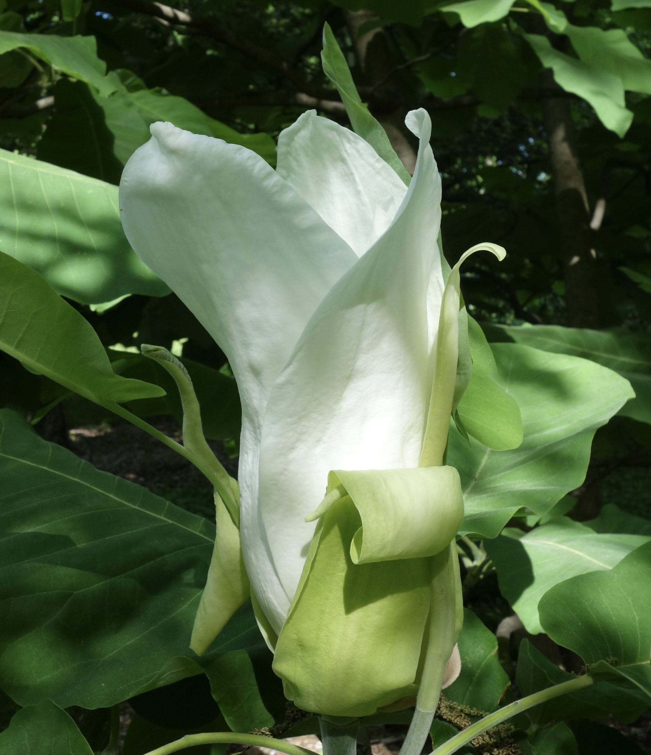 Magnolia macrophylla open flower