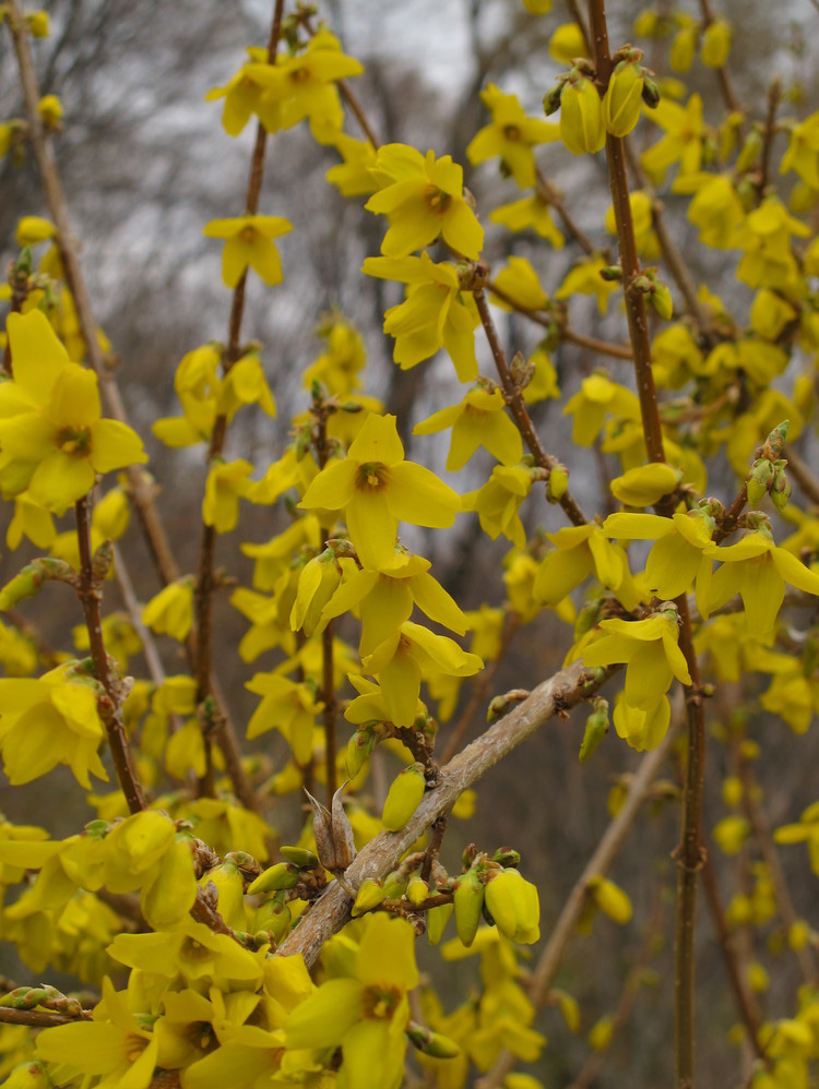 Forsythia in full flower