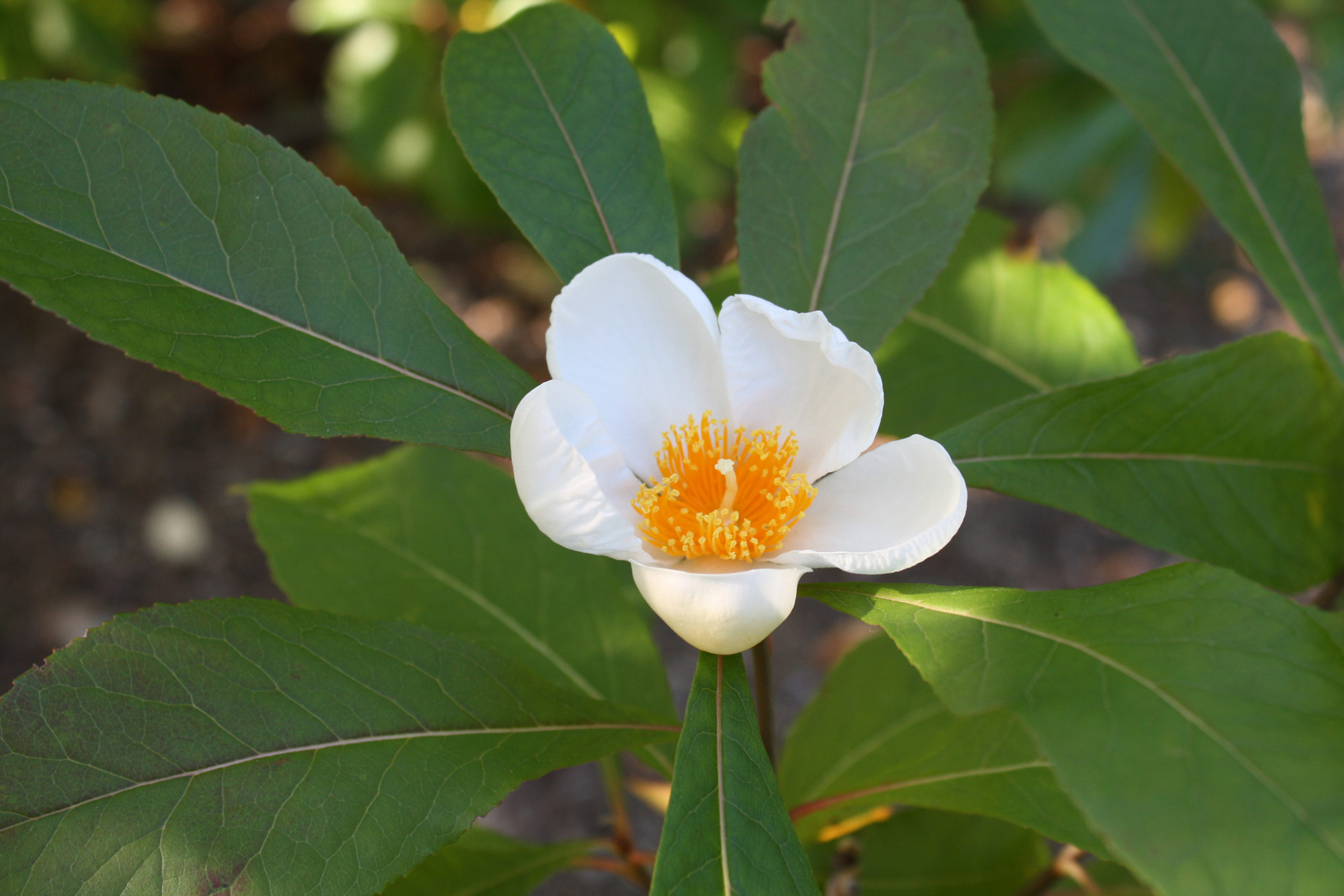 Franklinia alatamaha 2428-3*B by Jon Hetman