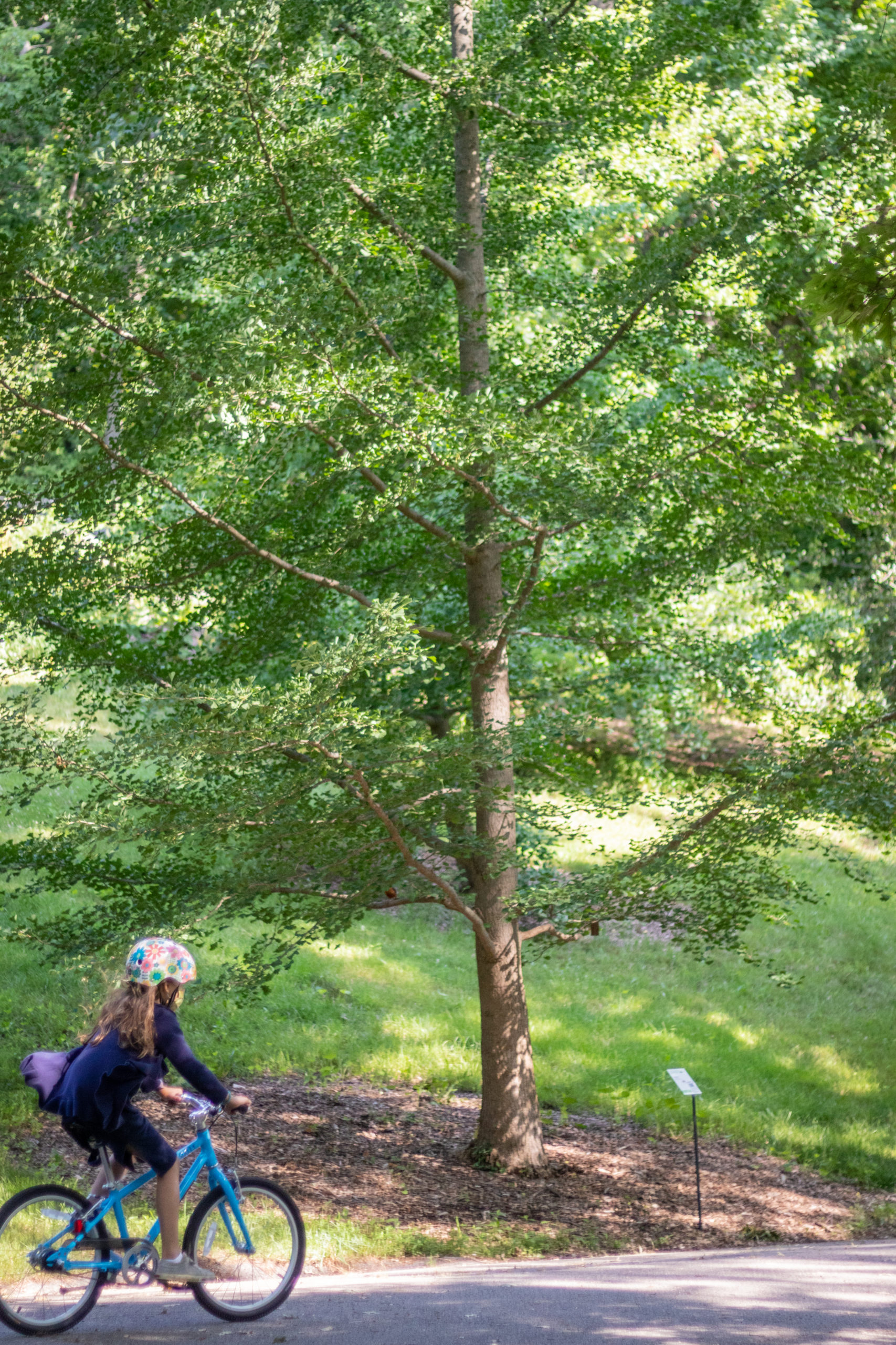 Ginkgo - Arnold Arboretum