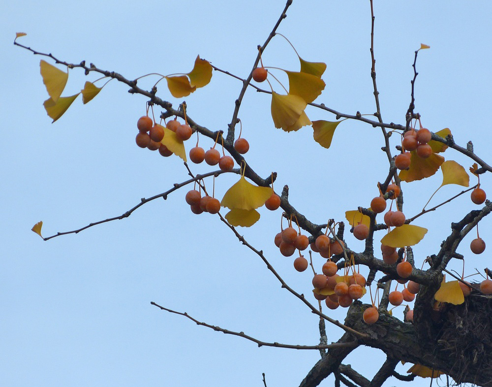 Ginkgo biloba