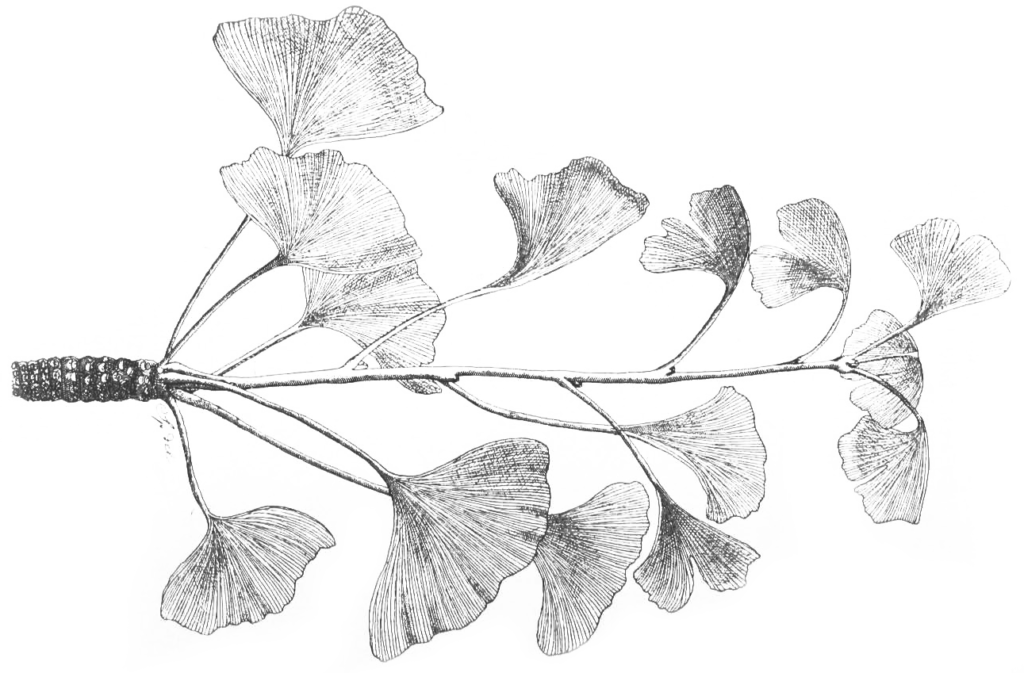 Illustration of Ginkgo by Charles Faxon