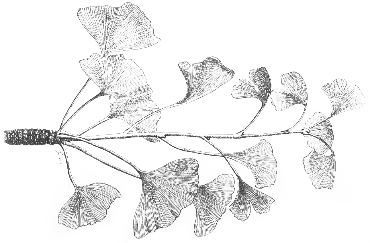 Illustration of Ginkgo by Charles Faxon