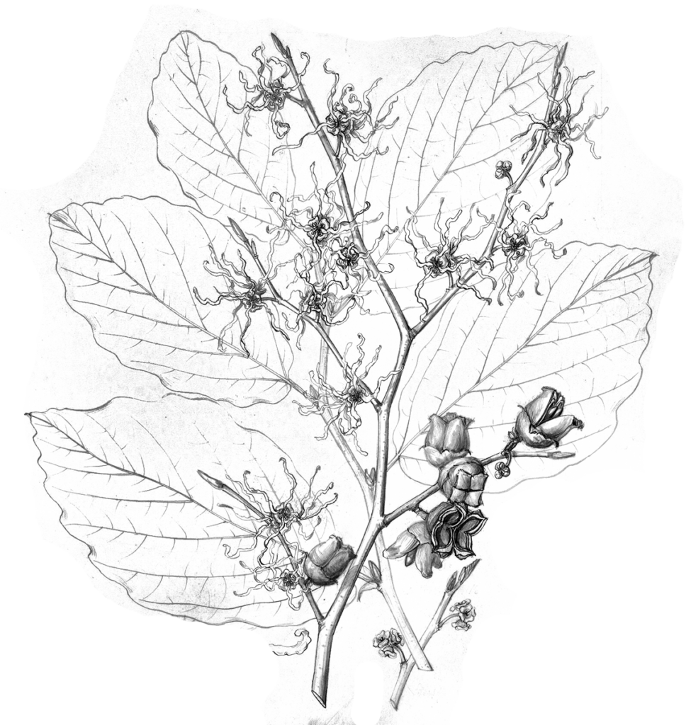 Illustration of common witch-hazel by Charles Faxon