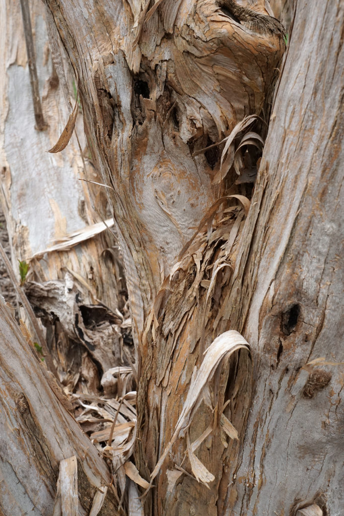 Bark of Heptacodium