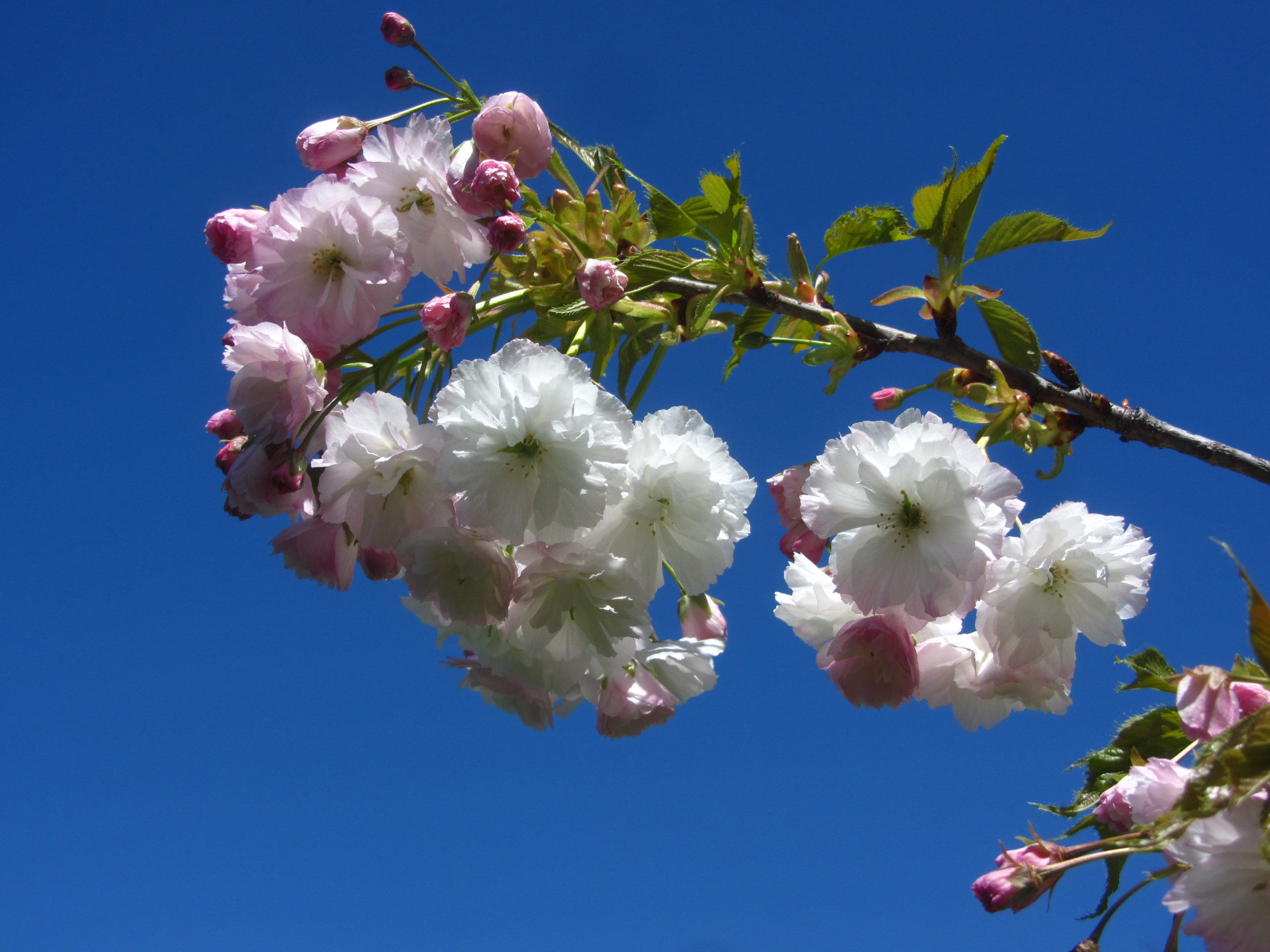 Prunus 'Shogetsu'