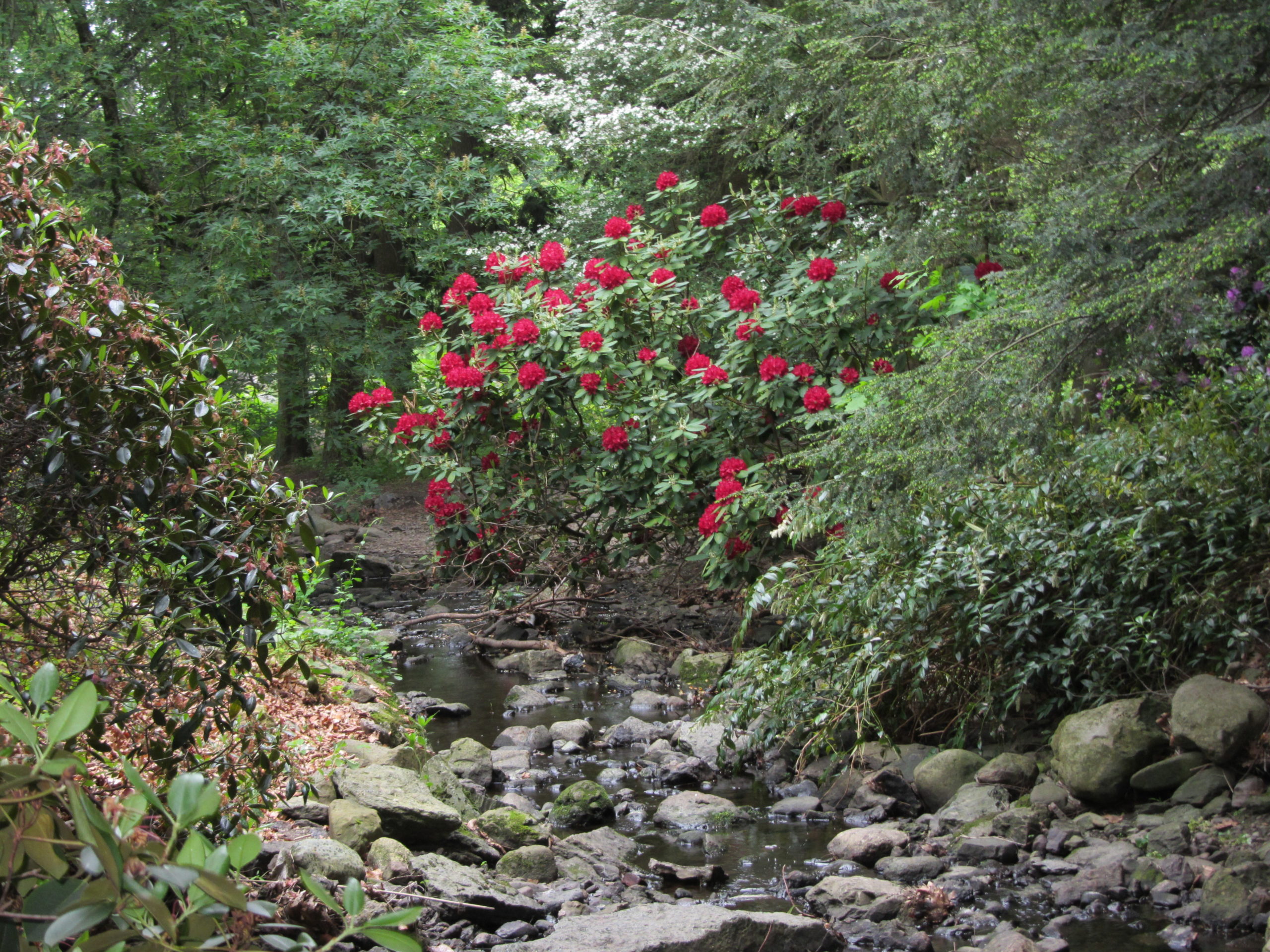 Rhododendron 'Francesca'