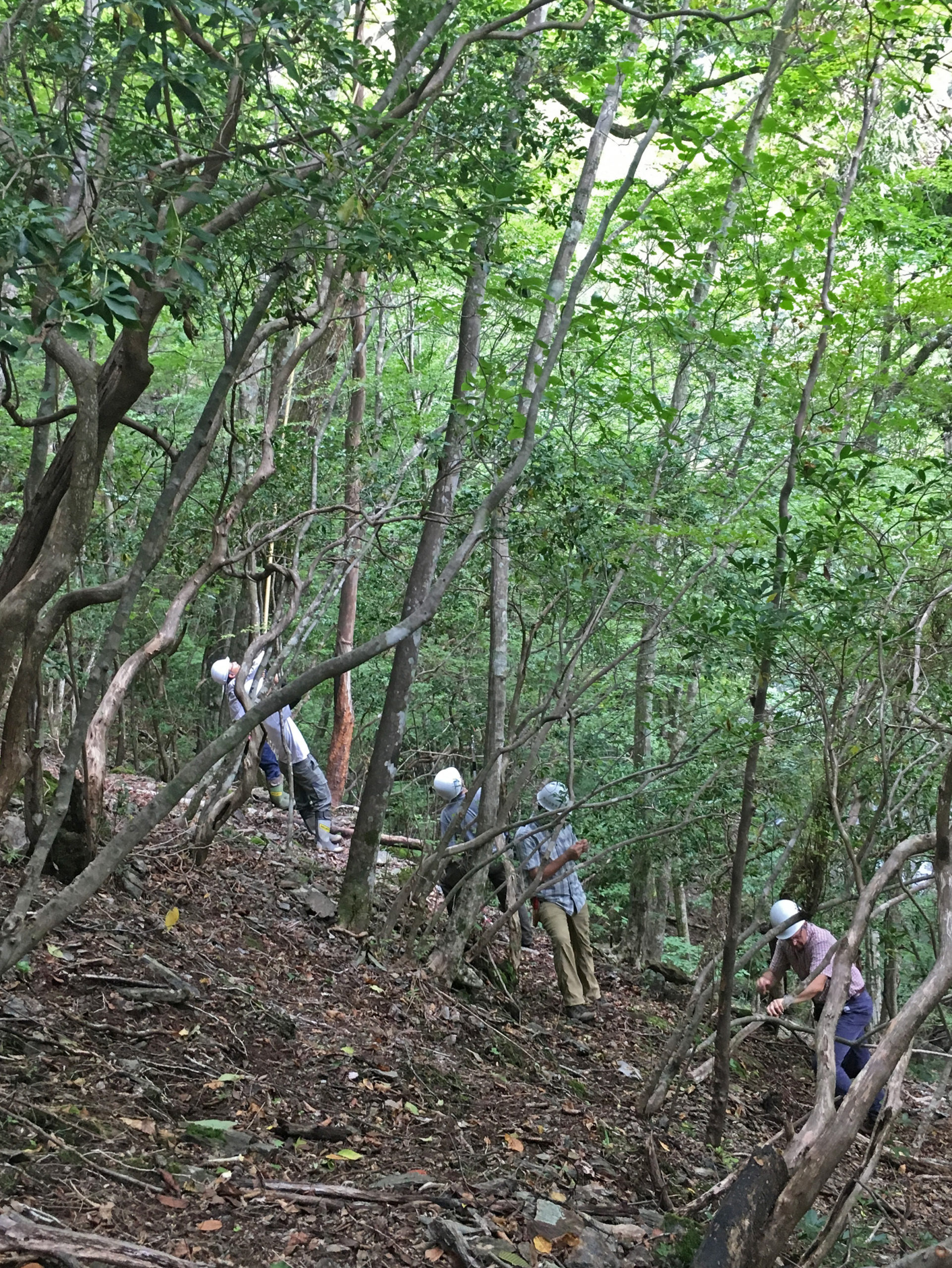 Collecting stewartia fruits