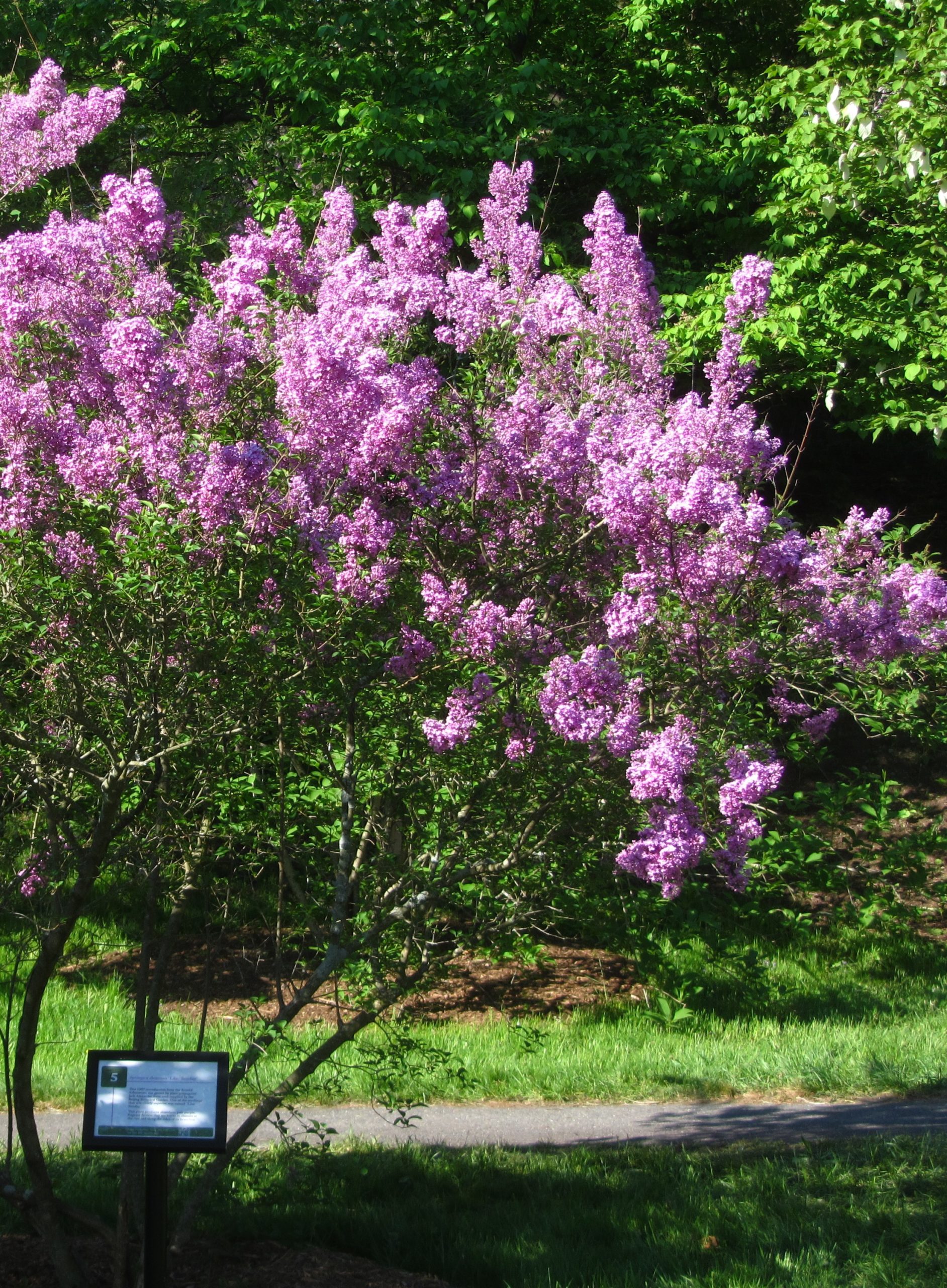 ‘Lilac Sunday’ Rouen Lilac