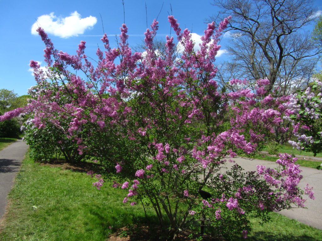 Form of Lilac Sunday in spring