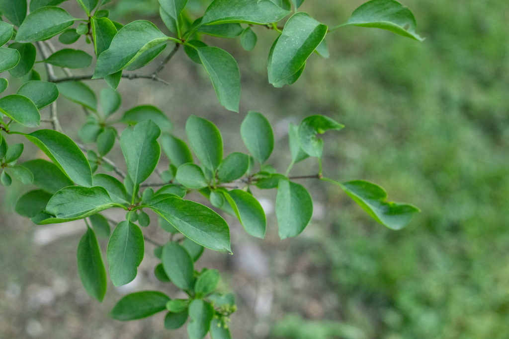 Lilac Sunday Leaves (Damery)