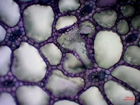 Molly Edwards (2016): Aerenchyma